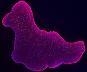 550 Million Years Ago Rise In oxygen Drove Evolution of Animal Life