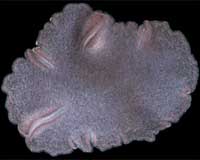 Genome Of Simplest Animal Reveals Ancient Lineage