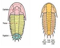 Trilobites had a stomach, new fossils show