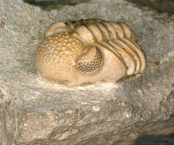 Primordial 'hyper-eye' discovered