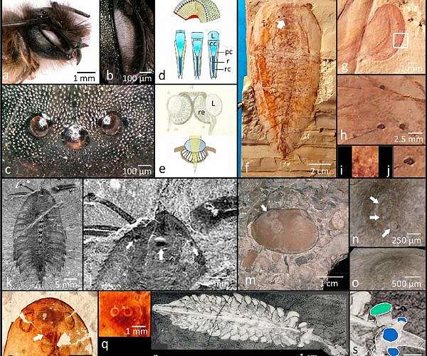 New eyes discovered in trilobites