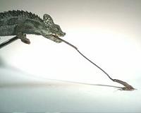 Chameleons deliver powerful tongue-lashing