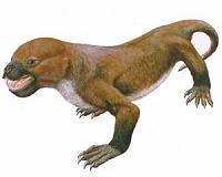 Mammal-like reptile survived much longer than thought
