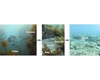 What's behind the retreating kelps and expanding corals?