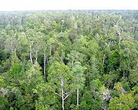 Borneo deforested 30 percent over past 40 years