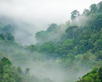 Climate change has greater effect on species in tropical mountains