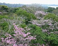 To predict disease researchers ask if plant neighbors are relatives