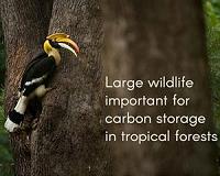 Large wildlife important for carbon storage in tropical forests