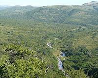Tropical grassy ecosystems under threat