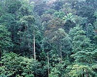 Norway donates up to one billion dollars to save Brazil rain forest
