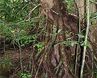 Living fossil Helps Predict Rainforest Future