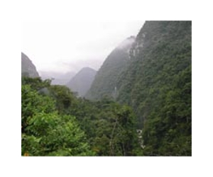 Widespread local extinctions in tropical forest 'remnants'