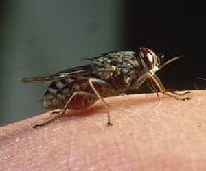 Vanderbilt biologists discover a new class of insect repellent