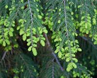 Loss of Eastern Hemlock Affects Peak Flows after Extreme Storm Events