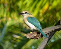 Global bird conservation could be 4 times more cost-effective