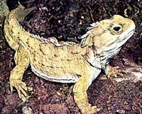 Tuatara - The Fastest Evolving Animal