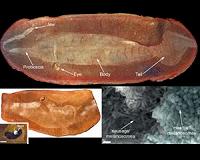 Prehistoric peepers give vital clue in solving 300 million year old 'Tully Monster'