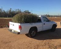 New tumbleweed species rapidly expanding range