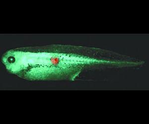 Bioelectric signals can be used to detect early cancer