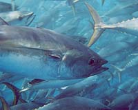 International talks to save overfished tuna start in Morocco