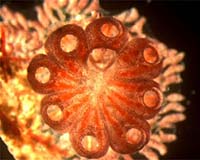 Whole Body Regeneration From A Blood Vessel