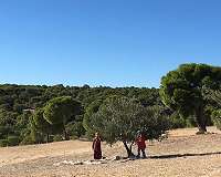 Seeds of hope: Young volunteers replant Tunisia forests