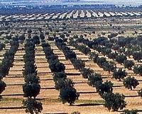 Climate change threatens Tunisia olive farming