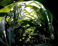 Ground-level ozone reduces maize and soybean yields