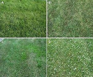 Turfgrass Fertility, Pesticide Programs Compared