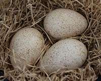 Ancient eggs serve as earliest evidence of turkey domestication