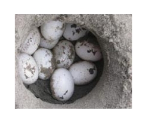 Turtle eggs to be rescued from Gulf of Mexico spill