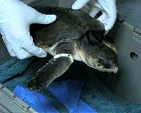 Oil spill threatens India's nesting turtles