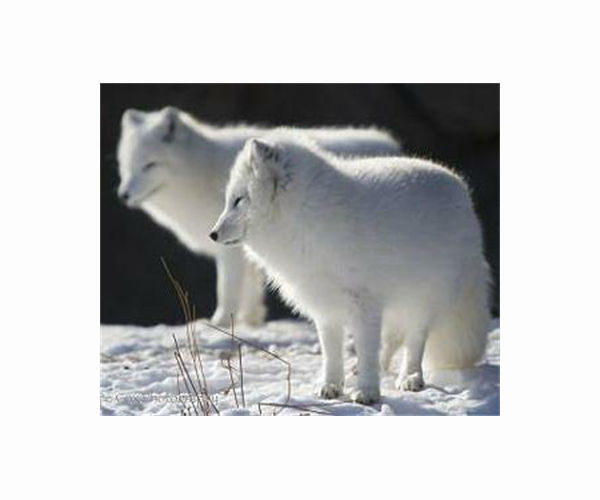 Siberian scientists breeding foxes for pets eye human link