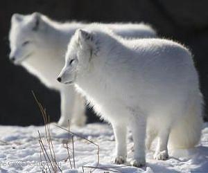 Little Ice Age led to migration of island hopping arctic foxes