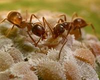 Insects may be the answer to consumer demand for more protein
