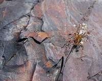 Study challenges common view of oxygen scarcity on Earth 2 billion years ago