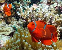 Sediment wreaks havoc with fish larvae