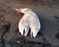 Man finds two-headed dolphin washed ashore in Turkey
