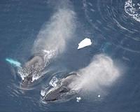 Humpback whale songs simplified during 'cultural revolutions'