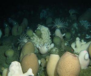 As ice cover disappears, life in the frigid Antarctic moves fast