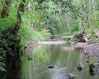 Plants' defensive responses have downstream effects on nearby ecosystems