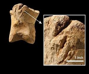 What Did T Rex Eat Each Other