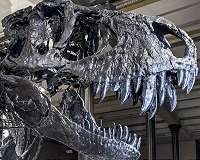 How the darkness and the cold killed the dinosaurs