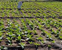 Do additives help the soil?