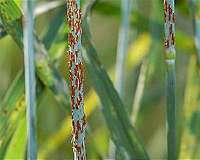 New gene-detecting technology brings new, resilient superwheat closer