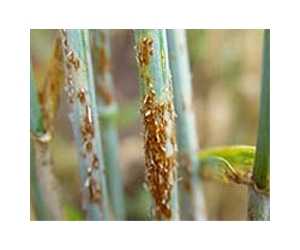 Super varieties of wheat expected to boost yields and block wheat rust