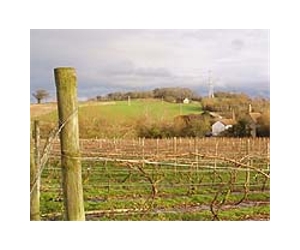 Raytheon Installs Frost Protection System In Canadian Vineyard