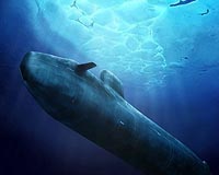 Britain's Brown offers to cut nuclear sub fleet