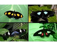 To make ultra-black materials that won't weigh things down, consider the butterfly
