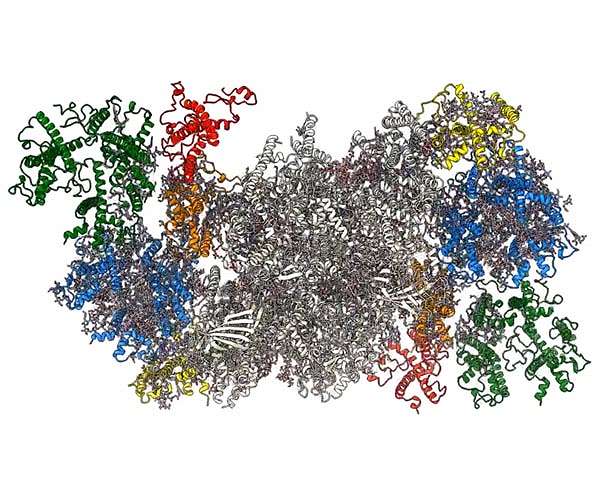 Unique insight into the interior of the Arabidopsis photosynthesis machine